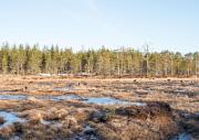 Birkhahnbalz - Black Grouse Courtship